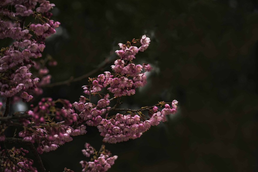 紺ɽֲ@ѻڳůM`SMz