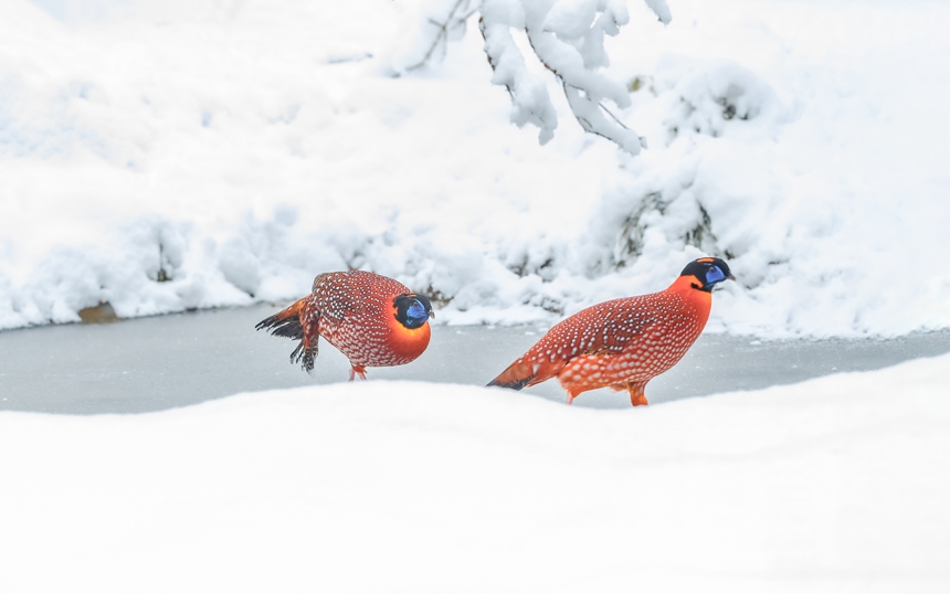 tBؑcϴ^ɽȻo^ѩ̤ѩҒʳz