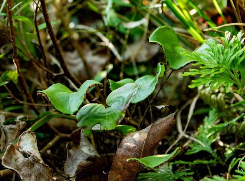 ؑclFϡlΣN·ֲN2325