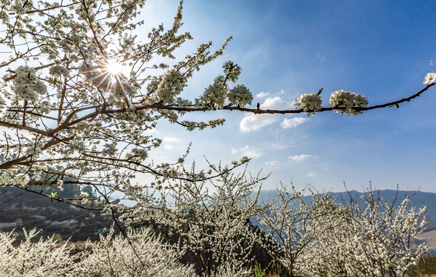 ؑcϴ^ɽԺǴɽ`ŵz