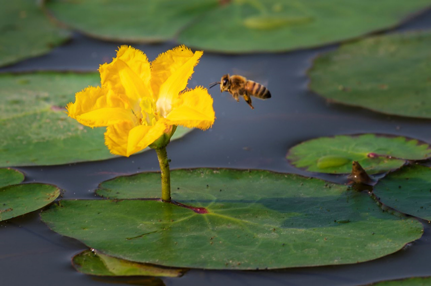 ۷䱻pؑcƽpҝع@D