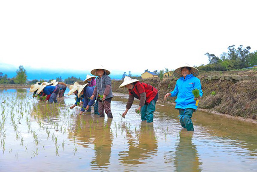 村民們在展示手工插秧。熊偉攝