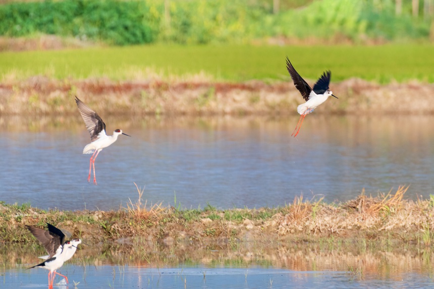 ؑcƽ^ķˮڳL_wȑєz