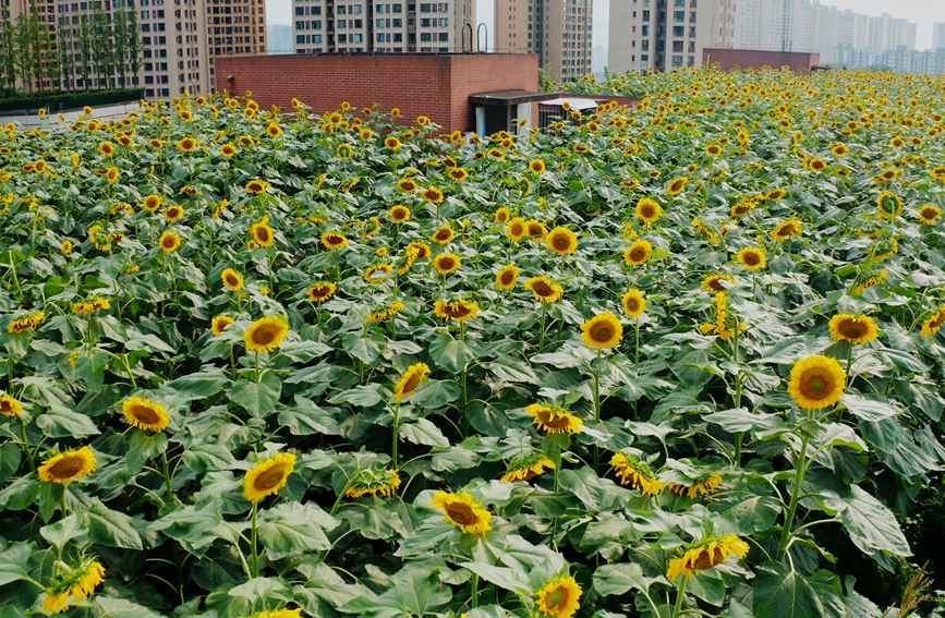 ̌W픵տ@ɽ^ǺWУD