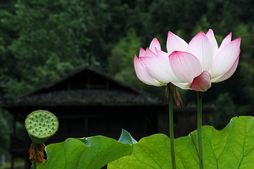 重慶市黔江區小南海鎮新建村土家十三寨荷田里的荷花。楊敏攝
