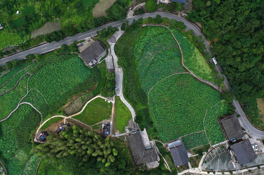 重慶市黔江區小南海鎮新建村土家十三寨荷田。楊敏攝