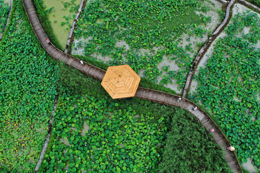 游客在重慶市黔江區小南海鎮新建村土家十三寨荷田里賞花。楊敏攝