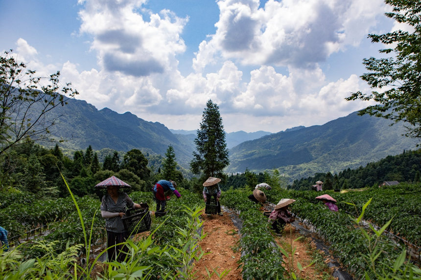 溶溪鎮羅家村村民在采摘辣椒。胡程攝