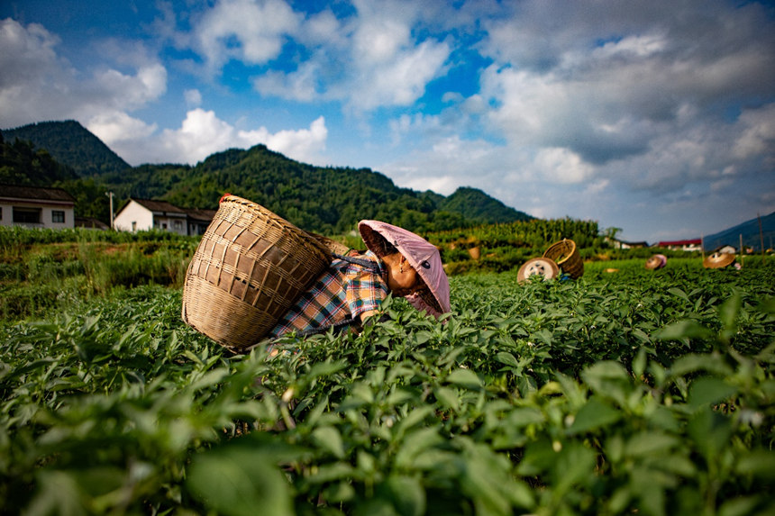 溶溪鎮柳水村村民在采摘辣椒。胡程攝