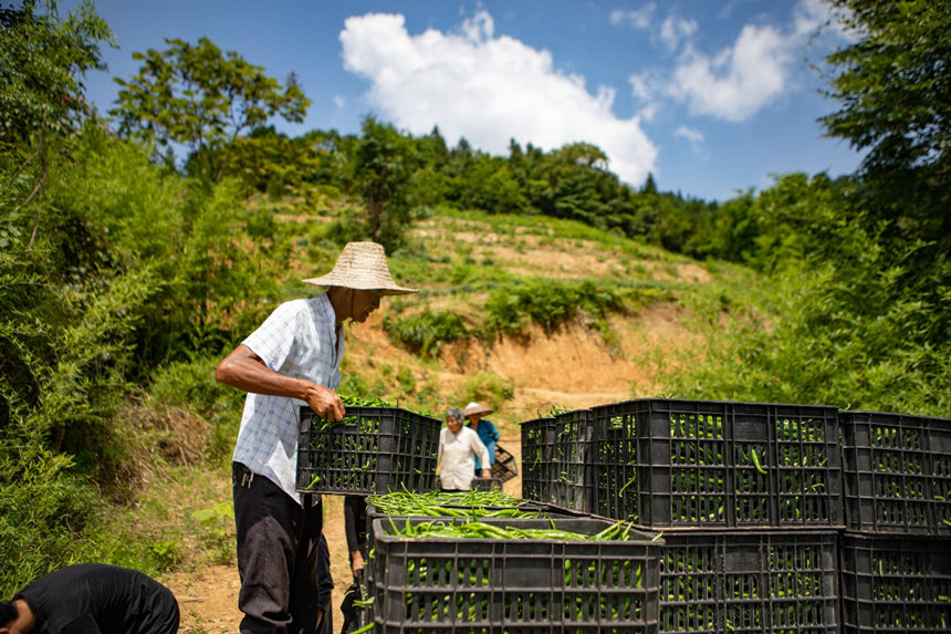溶溪鎮羅家村村民將辣椒裝車轉運。胡程攝