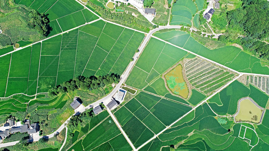 重慶涪陵馬武鎮文觀村塊狀稻田成獨特風景。黃河攝