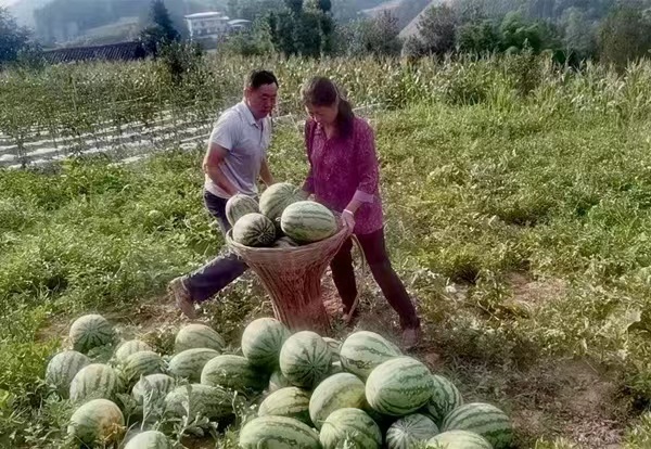 村民地里摘西瓜售賣?？椎缕紨z