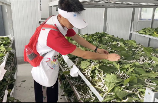 養蠶體驗。重慶工程職業技術學院供圖
