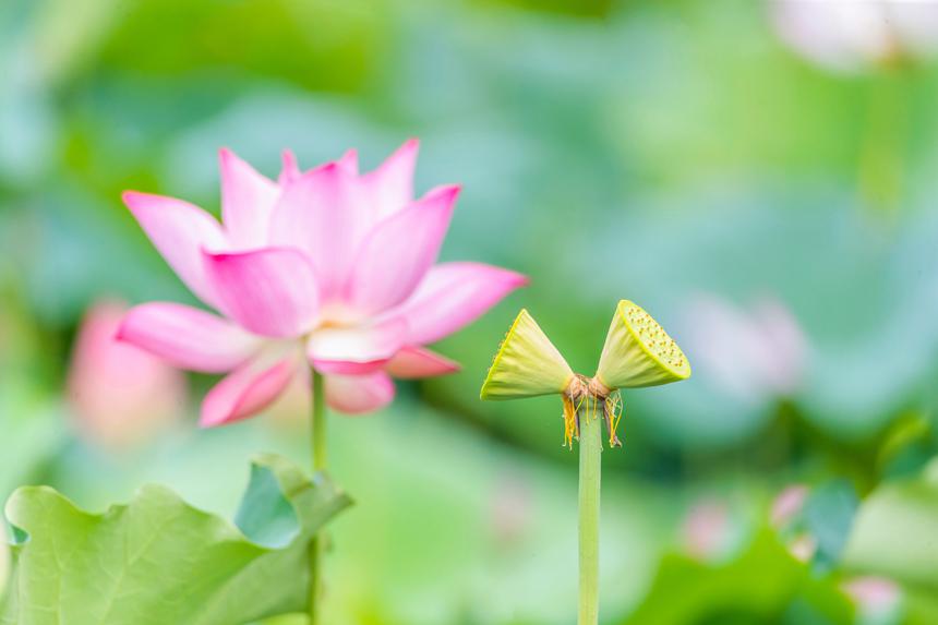 重慶市南川區大觀鎮中江村荷花園并蒂蓮。瞿明斌攝