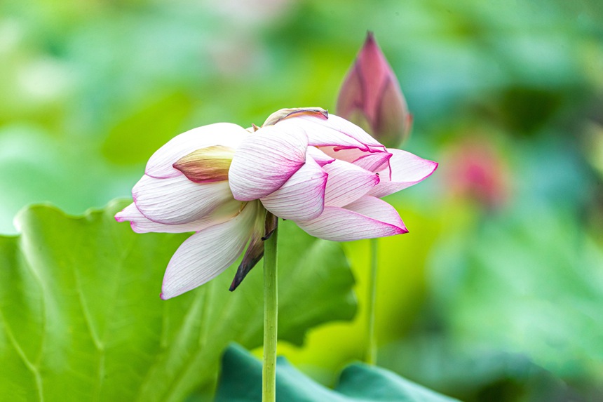 中江村荷花園并蒂蓮。瞿明斌攝
