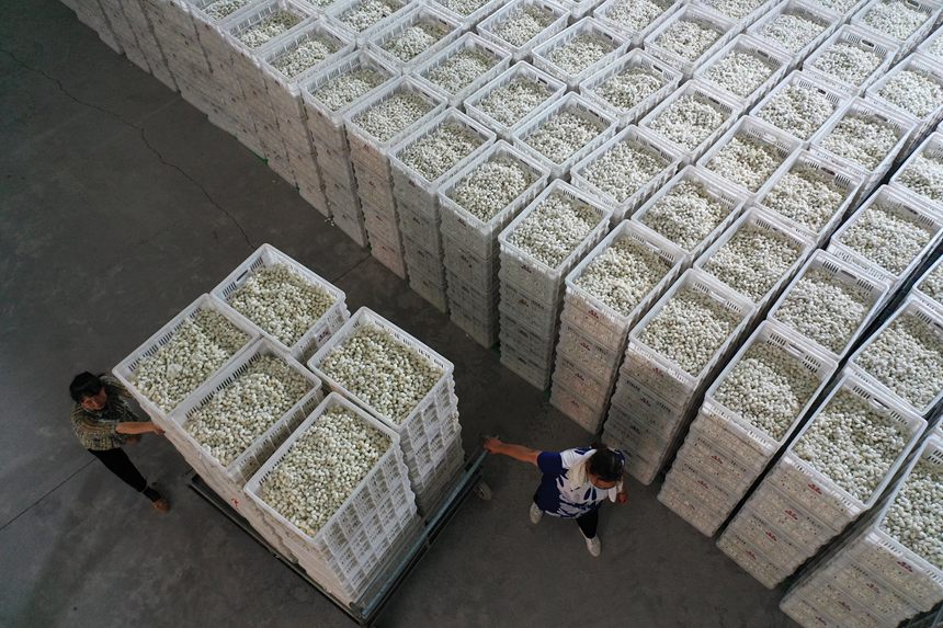 工人將烘烤好的夏蠶入庫。楊敏攝