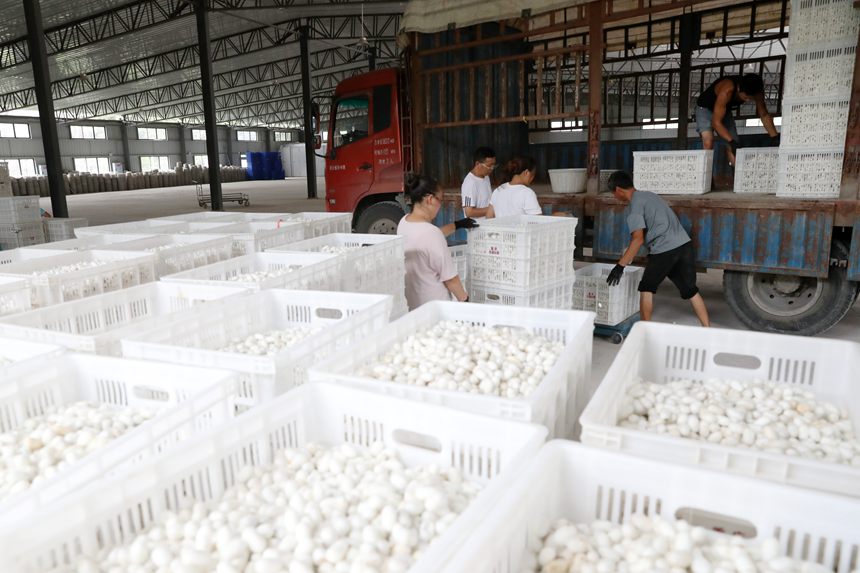 工人將烘烤好的夏蠶入庫。楊敏攝