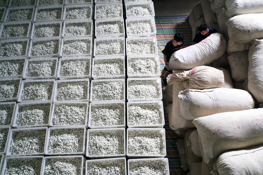 工人將烘烤好的夏蠶入庫。楊敏攝