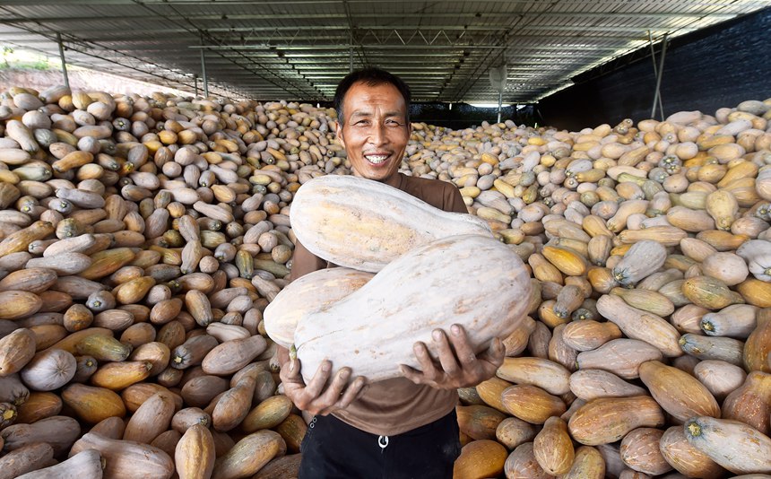 南瓜豐收，村民開心極了。黃河攝