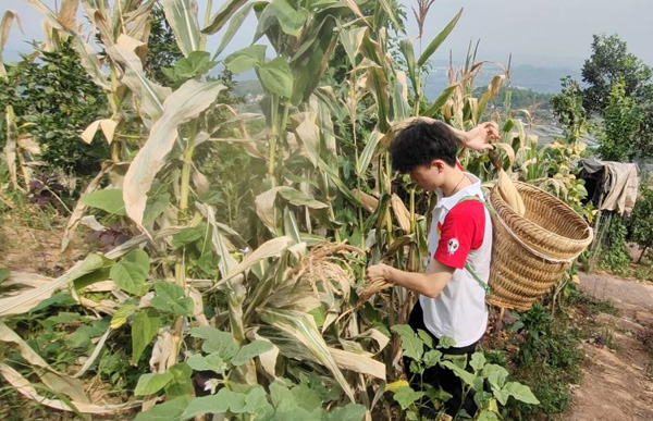 成員在山上幫老人采摘玉米。重慶工程職業技術學院供圖