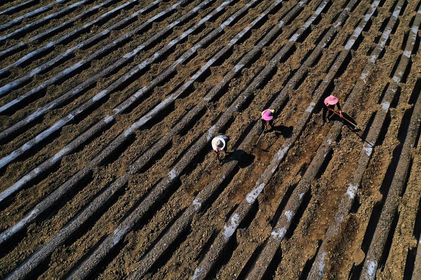 黔江區鵝池鎮方家村牧草種植基地。楊敏攝