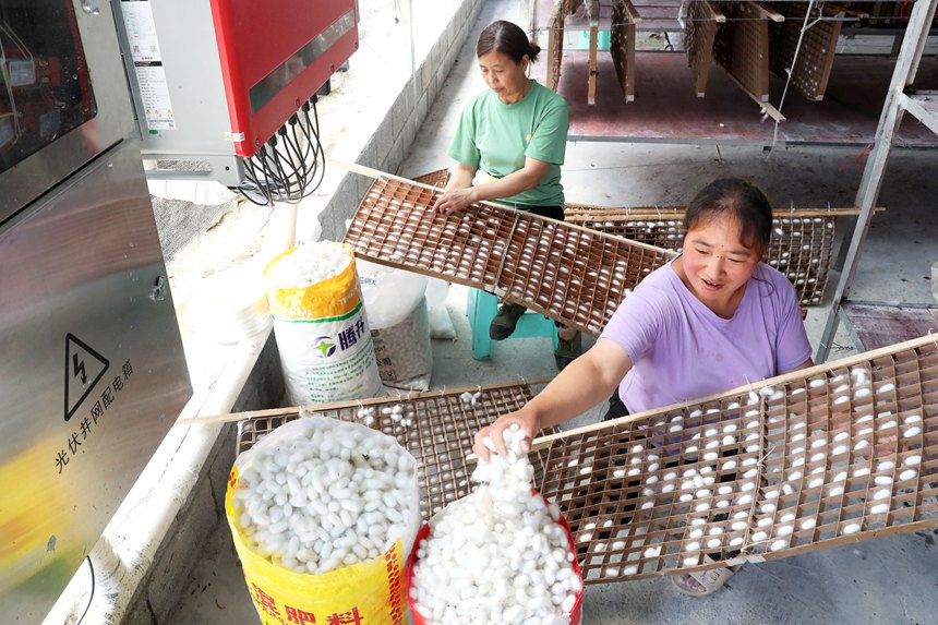 村民在光伏養蠶大棚內采摘蠶繭。楊敏攝