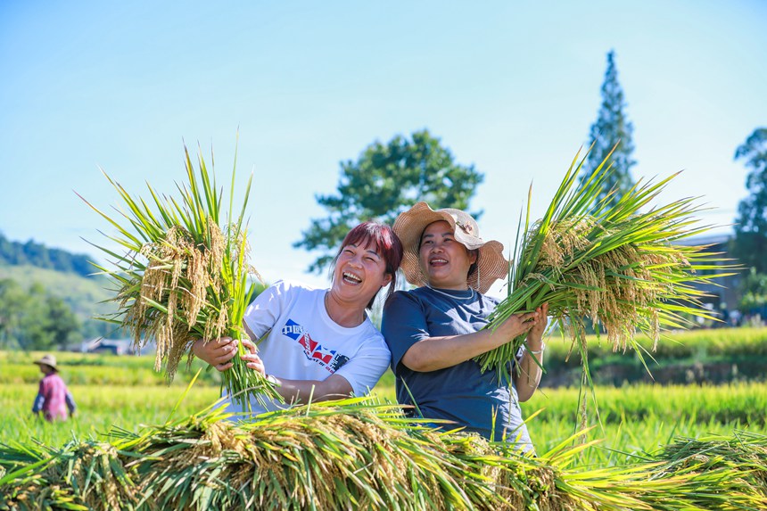 稻農曬豐收。熊偉攝