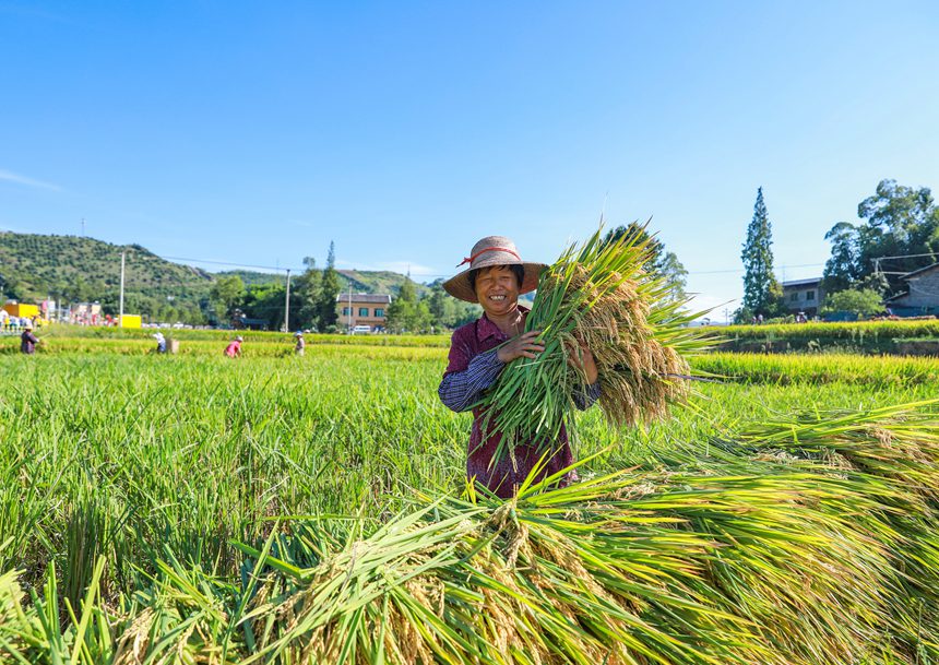 稻農曬豐收。熊偉攝