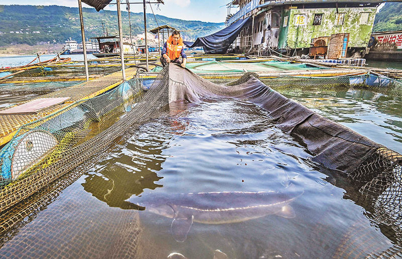 長江上游珍稀特有魚類國家級自然保護區野化馴養基地，工作人員正在查看長江鱘生長情況。（攝于4月20日）首席記者 龍帆 攝/視覺重慶