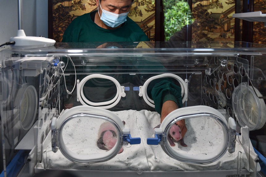 8月8日，在重慶動物園育幼室，一對剛出生不久的雙胞胎大熊貓幼仔亮相。鄒樂攝