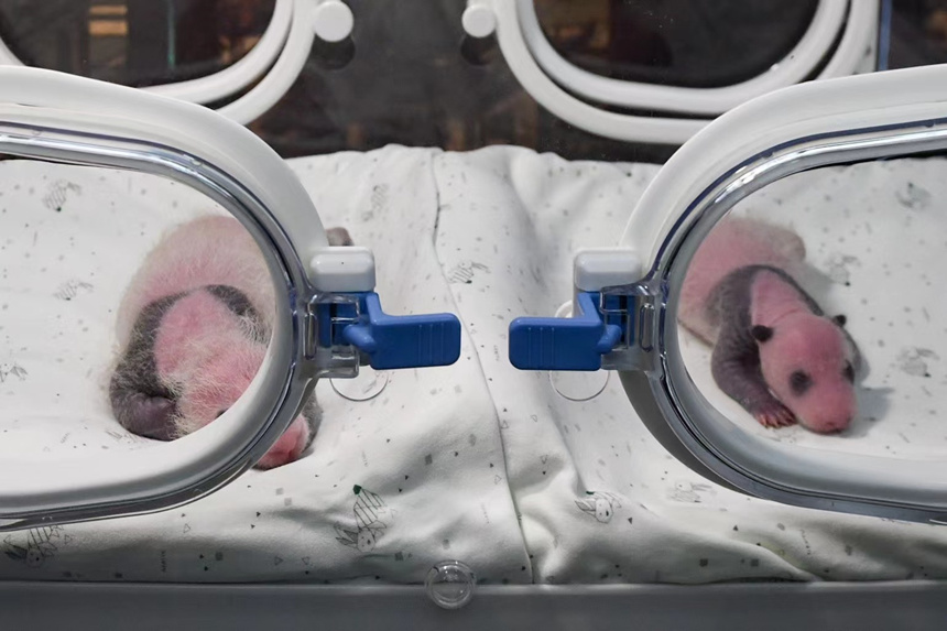 8月8日，在重慶動物園育幼室，一對剛出生不久的雙胞胎大熊貓幼仔亮相。鄒樂攝