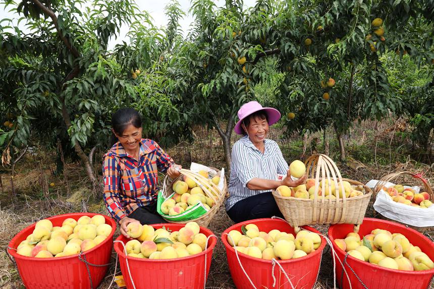在重慶市黔江區濯水鎮烏楊社區黃桃基地，村民在分揀黃桃。楊敏攝