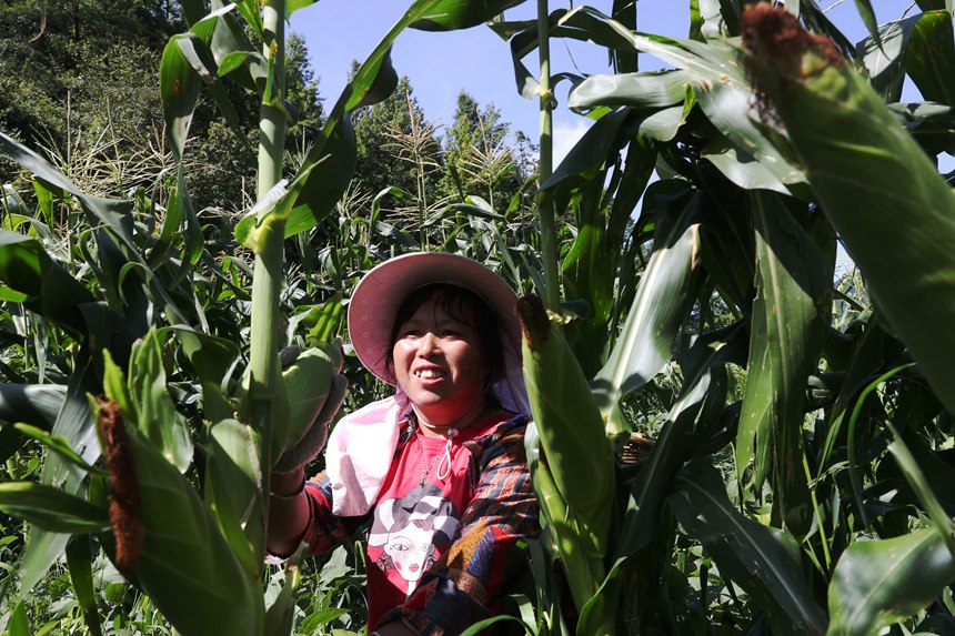 村民在采收水果玉米。楊敏攝