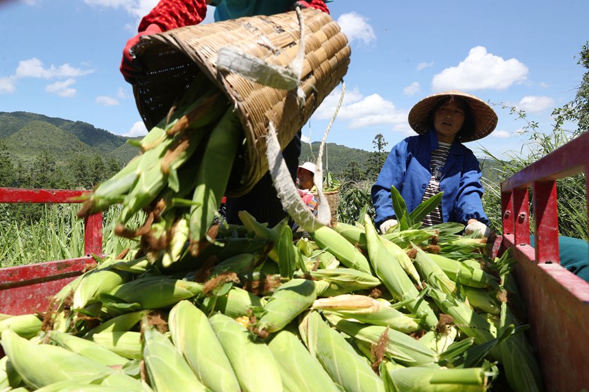 村民在采收水果玉米。楊敏攝