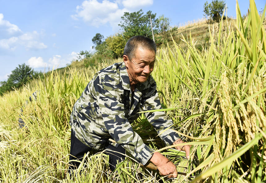 豐收了，村民笑哈哈。黃河攝
