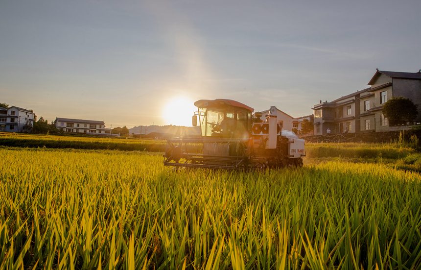 收割機在搶收稻谷。瞿明斌攝
