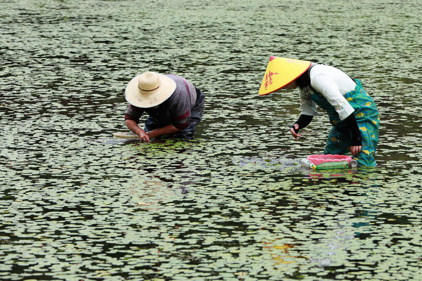 村民在田間采摘莼菜。趙軍攝