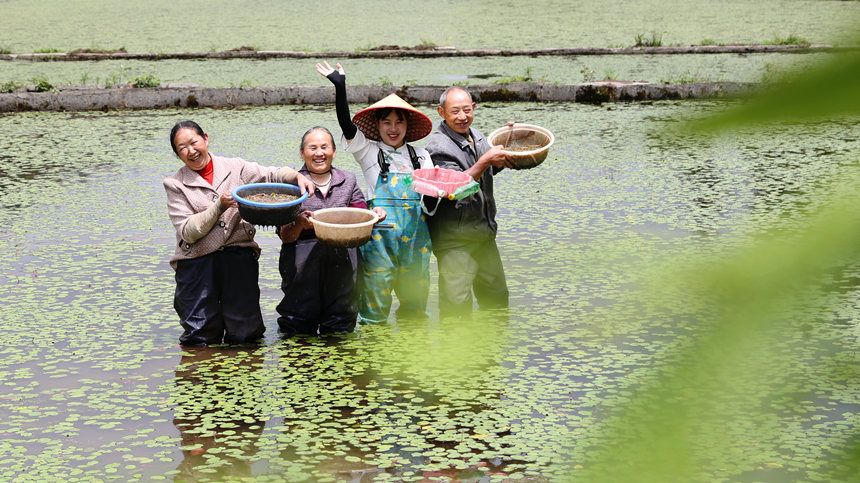 莼菜豐收村民樂開懷。趙軍攝