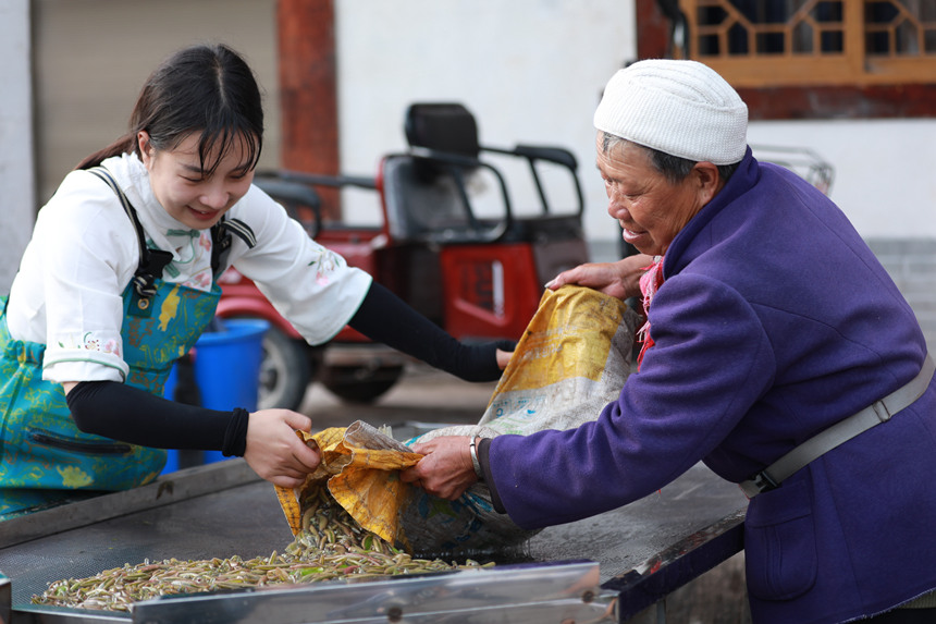 莼菜豐收村民樂開懷。趙軍攝