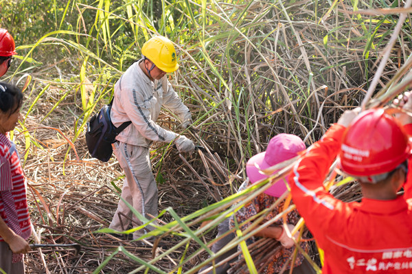 8月14日，國網重慶市電力公司員工與潼南區小渡鎮黨員干部、護林員一起清理易燃物、障礙物。李旭攝