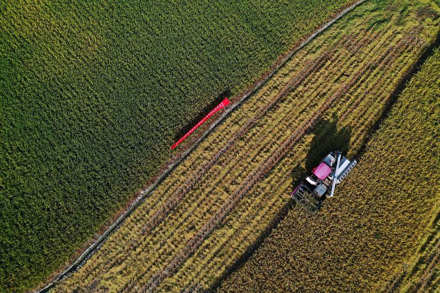 收割機在重慶市黔江區小南海鎮大路社區收割稻谷。楊敏攝