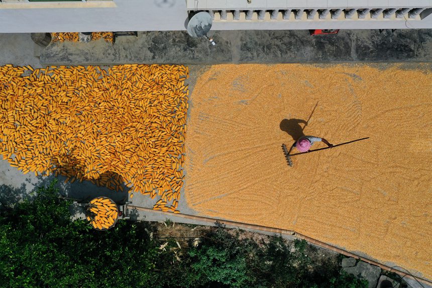 黔江區沙壩鎮三臺村村民在晾曬玉米。楊敏攝