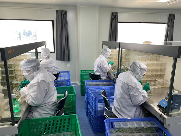 工作人員進行脫毒馬鈴薯試管苗的擴繁。蔣海濤攝