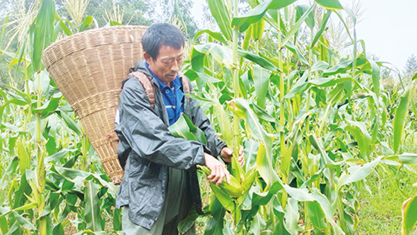 村民正在采收水果玉米。張影攝