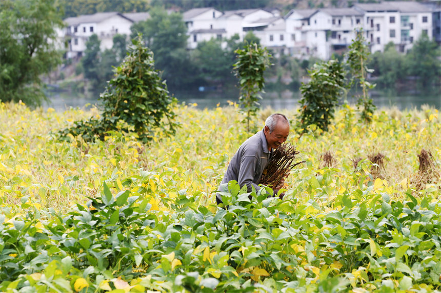 重慶市黔江區阿蓬江鎮大坪村村民在采收黃豆。楊敏攝