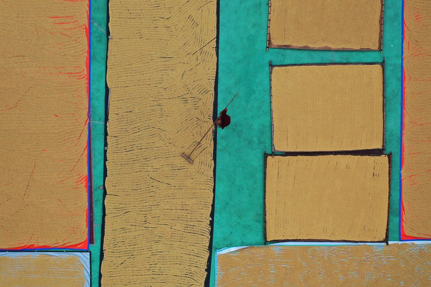 村民正在曬谷場晾曬稻谷。趙勇攝