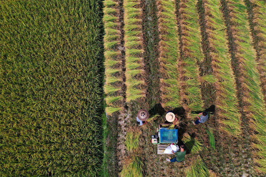 重慶市黔江區小南海鎮橋梁村古楓寨村民在搶收水稻。楊敏攝