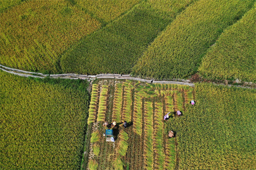 重慶市黔江區小南海鎮橋梁村古楓寨村民在搶收水稻。楊敏攝