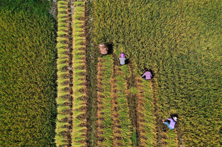 重慶市黔江區小南海鎮橋梁村古楓寨村民在搶收水稻。楊敏攝