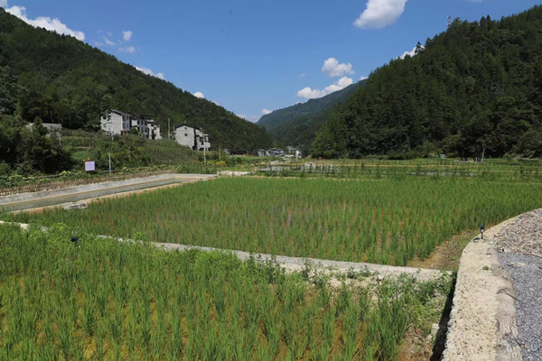 稻田生產體驗區。城口縣委宣傳部供圖